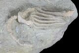 Crinoid (Macrocrinus) Fossil - Crawfordsville, Indiana #99913-2